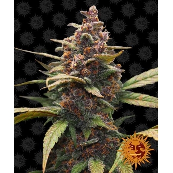 Nasiona marihuany Ayahuasca Purple od  Barney's Farm w mocnyplon.pl
