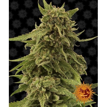 Nasiona marihuany CBD Critical Cure od Barney's Farm w mocnyplon.pl