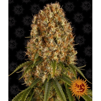 Nasiona marihuany Orange Sherbert od Barney's Farm z