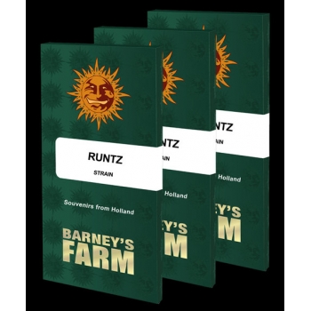 Runtz Barney's Farm nasiona marihuany