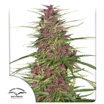 Purple 1 Dutch Passion nasiona marihuany
