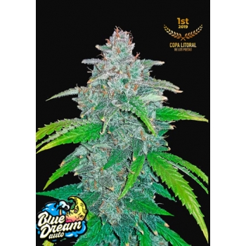 Blue Dreammatic Auto Fast Buds nasiona marihuany