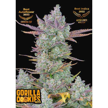 Gorilla Cookies Auto Fast Buds nasiona marihuany