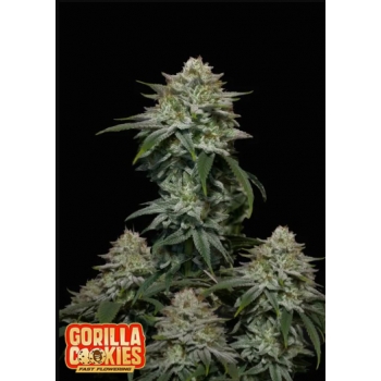 Gorilla Cookies Fast Flowering FastBuds nasiona marihuany