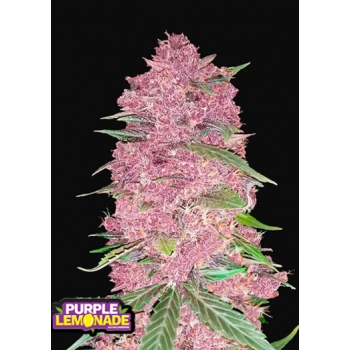 Auto Purple Lemoniade od FastBuds nasiona marihuany sklep lodz