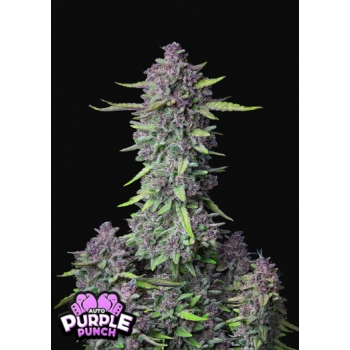 Purple Punch Auto FastBuds nasiona marihuany