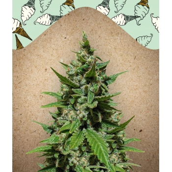 Auto Gelato Female Seeds nasiona marihuany