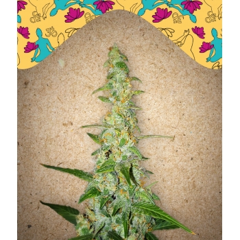 Auto Kush Female Seeds nasiona marihuany