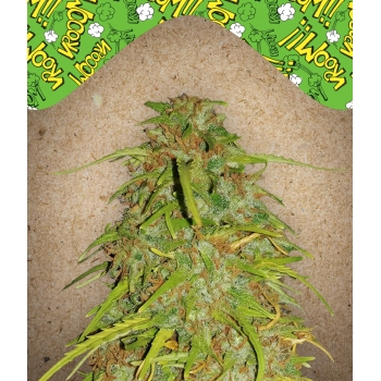 Auto Speed Bud Female Seeds nasiona marihuany