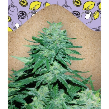 Auto WW x BB Female Seeds nasiona marihuany