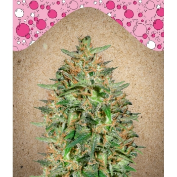 BubbleGummer od Female Seeds nasiona marihuany