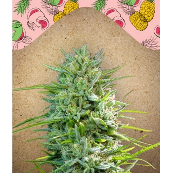 C'99 od Female Seeds nasiona marihuany