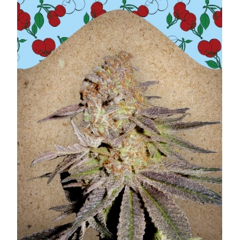Cherry Pie Female Seeds nasiona marihuany