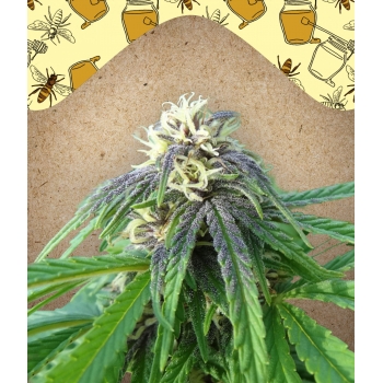 Easy Sativa Female Seeds nasiona marihuany