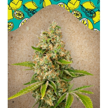 Lemon Kush Female Seeds nasiona marihuany