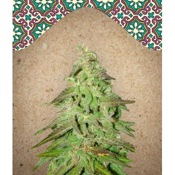 Maroc Female Seeds nasiona marihuany