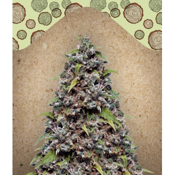 Pure AK Female Seeds nasiona marihuany