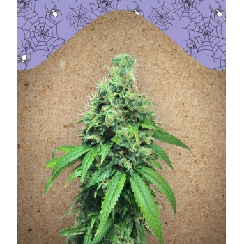 WW x BB Female Seeds nasiona marihuany