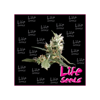 Nasiona marihuany Amnesia Haze Life Seeds nasiona konopi