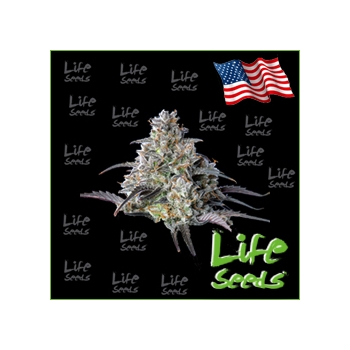 Auto Mimosa Life Seeds nasiona marihuany