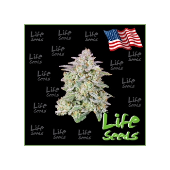Auto Runtz Life Seeds nasiona marihuany