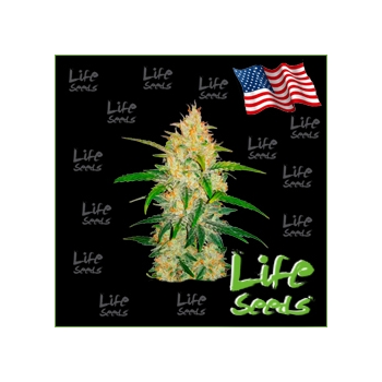 Auto Zkittlez Life Seeds nasiona marihuany