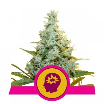 AMG Royal Queen Seeds Nasiona marihuany
