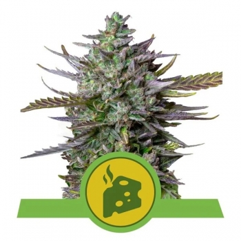 Blue Cheese Auto Royal Queen Seeds Nasiona marihuany