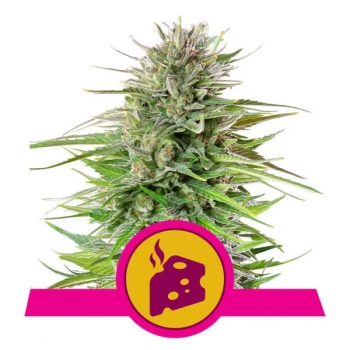 Blue Cheese Royal Queen Seeds Nasiona marihuany