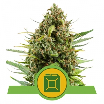 Diesel Auto Royal Queen Seeds sklep nasiona marihuany Lodz