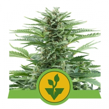 Easy Bud Auto Royal Queen Seeds sklep nasiona marihuany Lodz