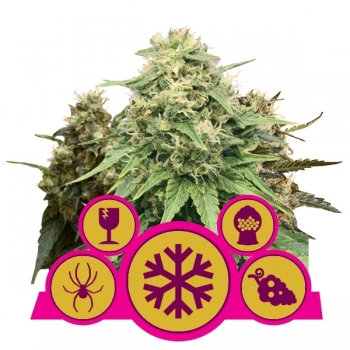 Feminized Mix Royal Queen Seeds sklep nasiona marihuany Lodz