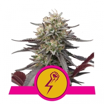 Green Crack Punch Royal Queen Seeds Nasiona marihuany