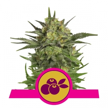 Haze Berry Royal Queen Seeds sklep nasiona marihuany Lodz