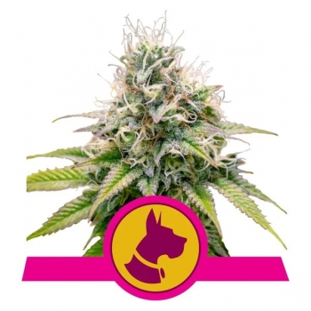Kali Dog Royal Queen Seeds sklep nasiona marihuany Lodz