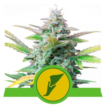 Quick One Auto Royal Queen Seeds nasiona konopi