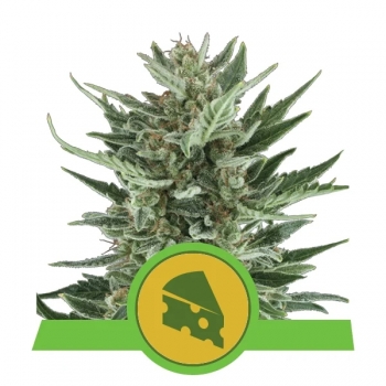 Royal Cheese Auto Royal Queen Seeds nasiona marihuany