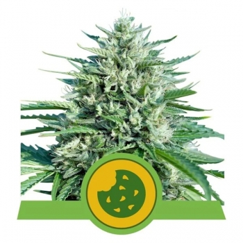 Royal Cookies Auto Royal Queen Seeds Nasiona marihuany