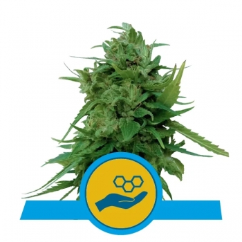 Solomatic CBD Auto Royal Queen Seeds Nasiona marihuany