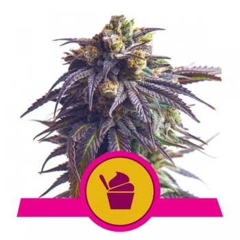 Sundae Drive| Royal Queen Seeds nasiona marihuany