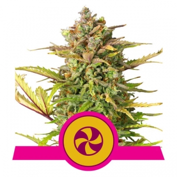 Sweet ZZ Royal Queen Seeds Nasiona marihuany