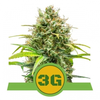 Triple G Auto Royal Queen Seeds nasiona marihuany