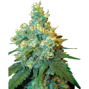 Jack Herer Sensi Seeds nasiona marihuany
