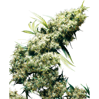 Jamaican Pearl Sensi Seeds nasiona marihuany