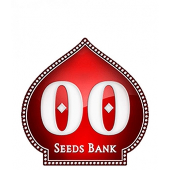 Auto White Widow XXL | 00 Seeds Bank